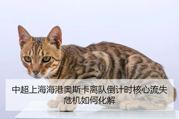中超上海海港奥斯卡离队倒计时核心流失危机如何化解