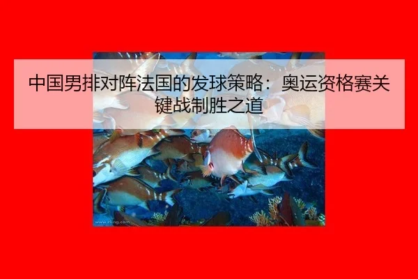 中国男排对阵法国的发球策略：奥运资格赛关键战制胜之道